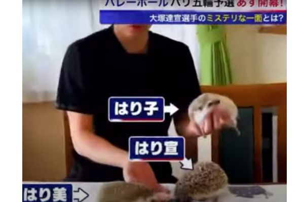 大塚選手のハリネズミの画像